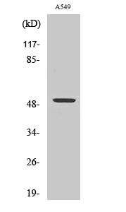 Fig. Western Blot analysis of various cells using CPM Polyclonal Antibody.