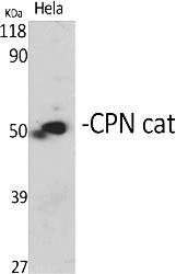 Fig.1. Western Blot analysis of various cells using CPN cat Polyclonal Antibody.