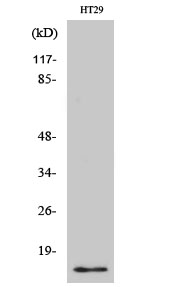 Fig. Western Blot analysis of various cells using CRABP-II Polyclonal Antibody.