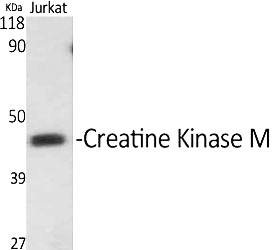 Fig.1. Western Blot analysis of various cells using Creatine Kinase M Polyclonal Antibody.