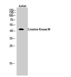 Fig.2. Western Blot analysis of Jurkat cells using Creatine Kinase M Polyclonal Antibody.