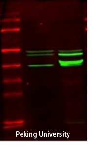 Fig.3. The picture was kindly provided by our customer.
