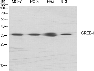 Fig.1. Western Blot analysis of various cells using CREB-1 Polyclonal Antibody diluted at 1:1000.