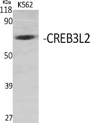 Fig.1. Western Blot analysis of various cells using CREB3L2 Polyclonal Antibody.
