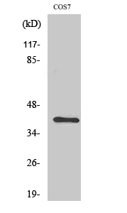 Fig. Western Blot analysis of various cells using Crk II Polyclonal Antibody.