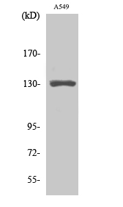 Fig. Western Blot analysis of various cells using CRSP130 Polyclonal Antibody.