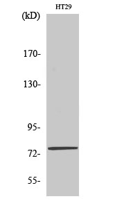 Fig. Western Blot analysis of various cells using CRSP77 Polyclonal Antibody.