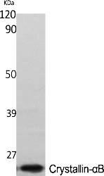 Fig.1. Western Blot analysis of various cells using Crystallin-αB Polyclonal Antibody.