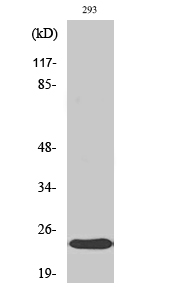 Fig.2. Western Blot analysis of 293 cells using Crystallin-αB Polyclonal Antibody.