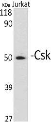 Fig.1. Western Blot analysis of various cells using Csk Polyclonal Antibody diluted at 1:1000.