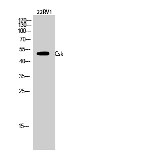 Fig.2. Western Blot analysis of 22RV1 cells using Csk Polyclonal Antibody diluted at 1:1000.