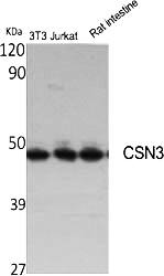 Fig.1. Western Blot analysis of various cells using CSN3 Polyclonal Antibody.