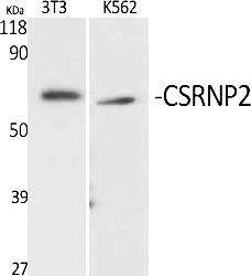 Fig.1. Western Blot analysis of various cells using CSRNP2 Polyclonal Antibody.