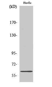 Fig.2. Western Blot analysis of A549 cells using CSRNP2 Polyclonal Antibody.