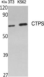 Fig.1. Western Blot analysis of various cells using CTPS Polyclonal Antibody diluted at 1:500.