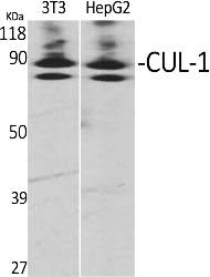 Fig.1. Western Blot analysis of various cells using CUL-1 Polyclonal Antibody.