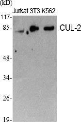 Fig.1. Western Blot analysis of various cells using CUL-2 Polyclonal Antibody diluted at 1:2000.