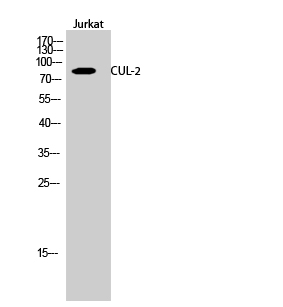 Fig.2. Western Blot analysis of Jurkat cells using CUL-2 Polyclonal Antibody diluted at 1:2000.