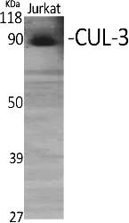 Fig. Western Blot analysis of various cells using CUL-3 Polyclonal Antibody diluted at 1:1000.