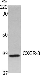 Fig.1. Western Blot analysis of various cells using CXCR-3 Polyclonal Antibody.