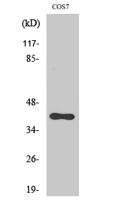 Fig. Western Blot analysis of various cells using CXCR-7 Polyclonal Antibody diluted at 1:2000.