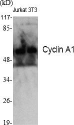 Fig.1. Western Blot analysis of various cells using Cyclin A1 Polyclonal Antibody diluted at 1:2000.