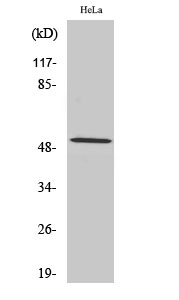 Fig.2. Western Blot analysis of HeLa cells using Cyclin A1 Polyclonal Antibody diluted at 1:2000.