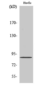 Fig. Western Blot analysis of various cells using Cyclin F Polyclonal Antibody diluted at 1:500.
