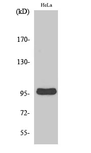 Fig. Western Blot analysis of various cells using Cyclin M2 Polyclonal Antibody.