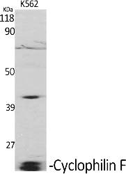 Fig.1. Western Blot analysis of various cells using Cyclophilin F Polyclonal Antibody diluted at 1:2000.