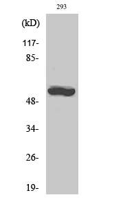 Fig.2. Western Blot analysis of 293 cells using CYP19A1 Polyclonal Antibody diluted at 1:1000.