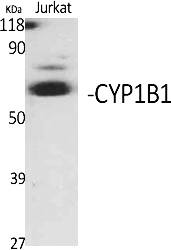 Fig.1. Western Blot analysis of various cells using CYP1B1 Polyclonal Antibody.