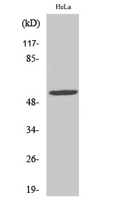 Fig. Western Blot analysis of various cells using CYP2A13 Polyclonal Antibody diluted at 1:2000.
