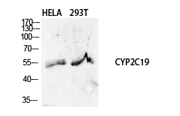 Fig.1. Western Blot analysis of various cells using CYP2C19 Polyclonal Antibody diluted at 1:1000.