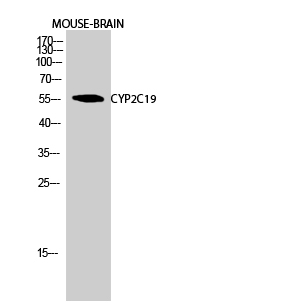 Fig.2. Western Blot analysis of MOUSE-BRAIN cells using CYP2C19 Polyclonal Antibody diluted at 1:1000.