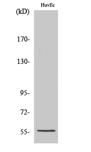 Fig. Western Blot analysis of various cells using CYP2S1 Polyclonal Antibody diluted at 1:2000.