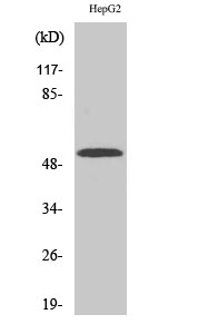 Fig. Western Blot analysis of various cells using CYP2W1 Polyclonal Antibody.