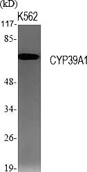 Fig.1. Western Blot analysis of various cells using CYP39A1 Polyclonal Antibody.