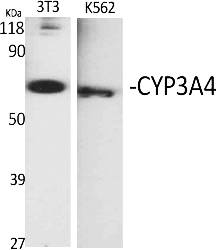 Fig.1. Western Blot analysis of various cells using CYP3A4 Polyclonal Antibody diluted at 1:1000.