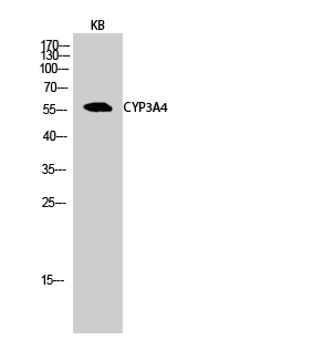 Fig.2. Western Blot analysis of KB cells using CYP3A4 Polyclonal Antibody diluted at 1:1000.