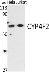Fig.1. Western Blot analysis of various cells using CYP4F2 Polyclonal Antibody.