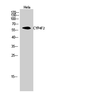 Fig.2. Western Blot analysis of Hela cells using CYP4F2 Polyclonal Antibody.