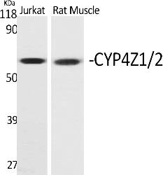 Fig. Western Blot analysis of various cells using CYP4Z1/2 Polyclonal Antibody.
