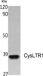 Fig.1. Western Blot analysis of various cells using CysLTR1 Polyclonal Antibody.