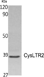 Fig.1. Western Blot analysis of various cells using CysLTR2 Polyclonal Antibody.