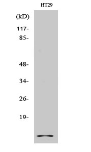 Fig.2. Western Blot analysis of HT29 cells using Cystatin A Polyclonal Antibody.