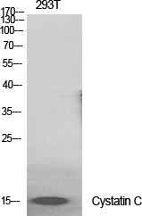 Fig.1. Western Blot analysis of various cells using Cystatin C Polyclonal Antibody diluted at 1:2000.