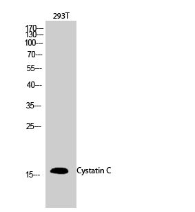 Fig.2. Western Blot analysis of 293T cells using Cystatin C Polyclonal Antibody diluted at 1:2000.