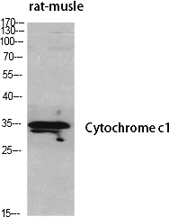 Fig.1. Western Blot analysis of various cells using Cytochrome c1 Polyclonal Antibody diluted at 1:500.