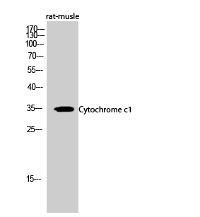 Fig.2. Western Blot analysis of rat-musle cells using Cytochrome c1 Polyclonal Antibody diluted at 1:500.